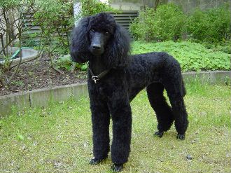 Hanka